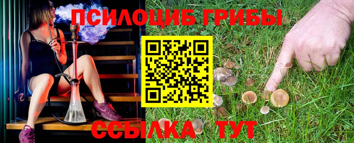 Псилоцибиновые грибы Psilocybe Ставрополь